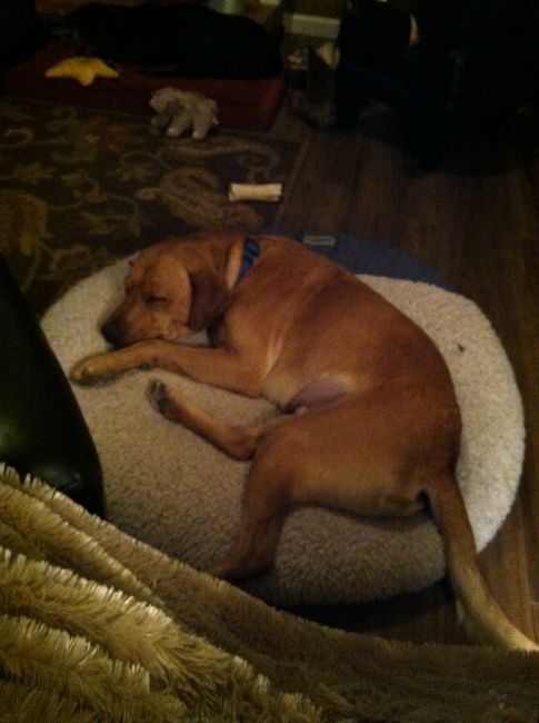 Labrador Friends of the South - Available Lab Joe Update 1