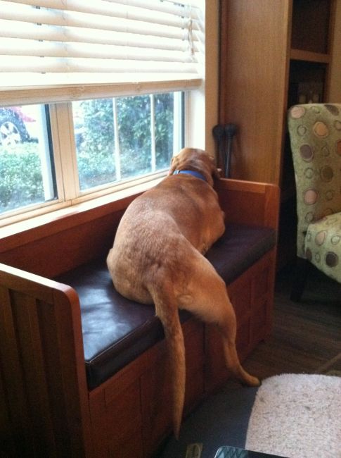 Labrador Friends of the South - Available Lab Joe Update 2