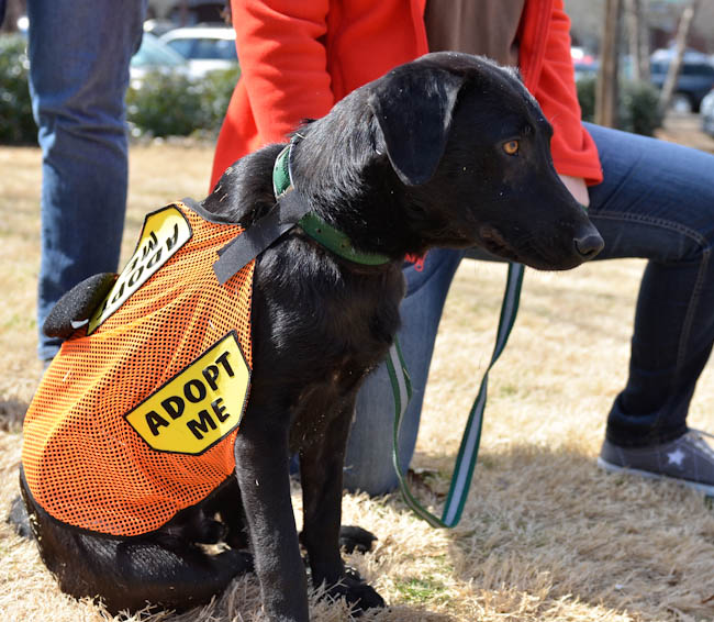 Labrador Friends of the South - Available Lab Taylor (1 of 1)-3