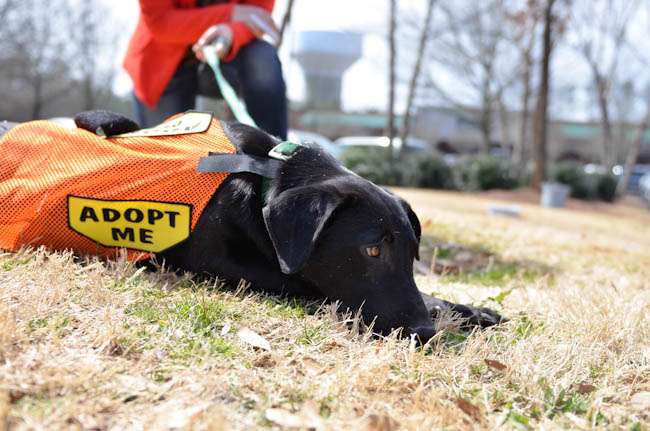 Labrador Friends of the South - Available Lab Taylor (1 of 1)-5