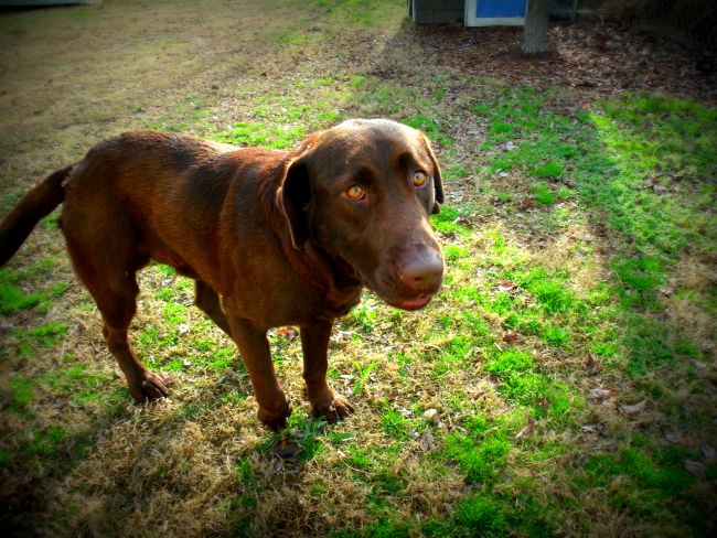 GEDSC DIGITAL CAMERA