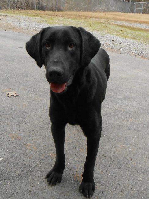 Labrador Friends of the South - Available lab Wiley 4