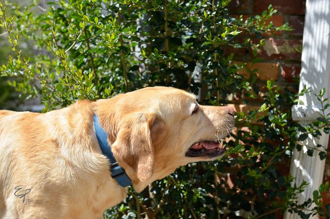 Labrador Friends Available Lab - Miley-1-2