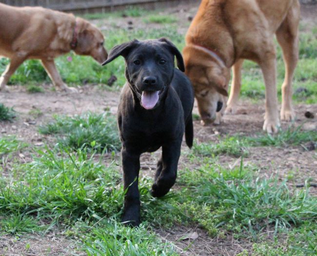 Labrador Friends Available Lab - Tippy new 10