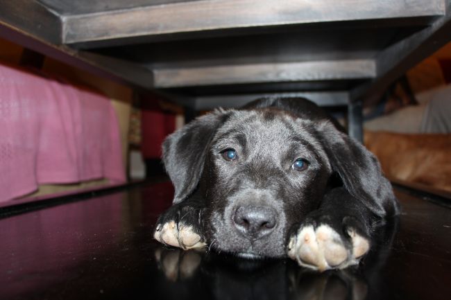 Labrador Friends Available Lab - Tippy new 12