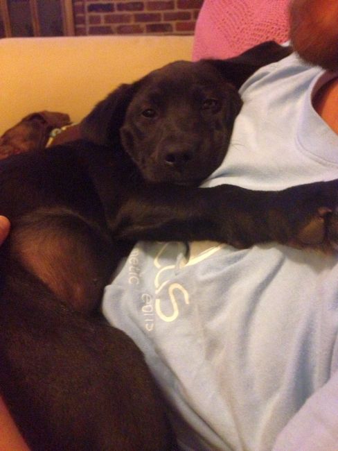 Labrador Friends Available Lab - Tippy new 14