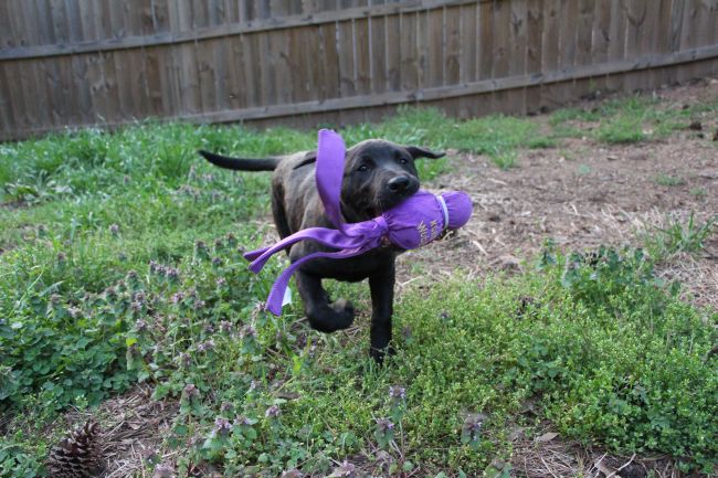 Labrador Friends Available Lab - Tippy new 15