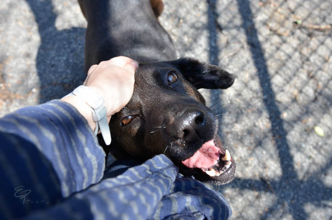 Labrador Friends of the South - Available Lab Alex NC-1-9