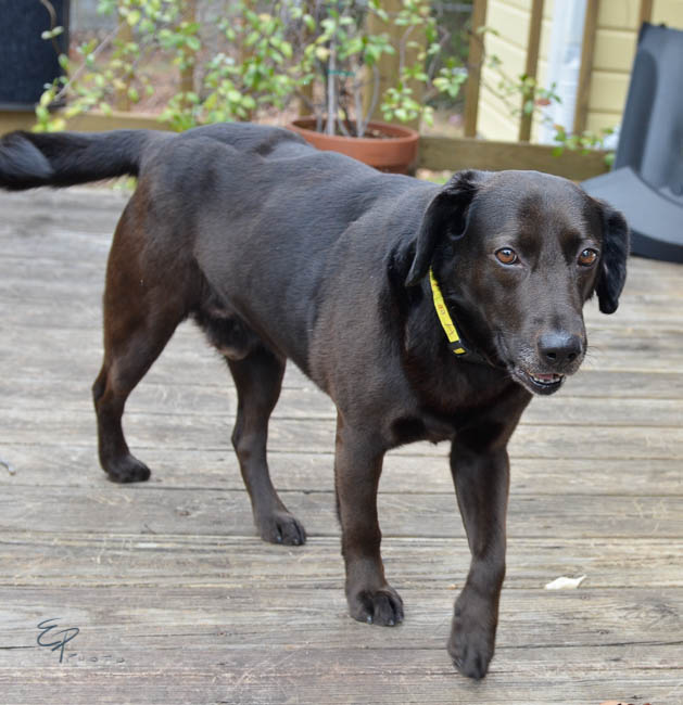 Labrador Friends of the South - Available Lab Alex NC foster-1-2