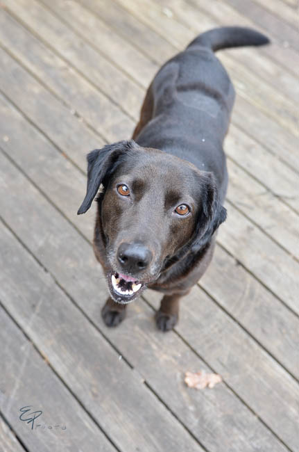 Labrador Friends of the South - Available Lab Alex NC foster-1-4