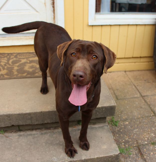 Labrador Friends of the South - Available Lab Georgia 1