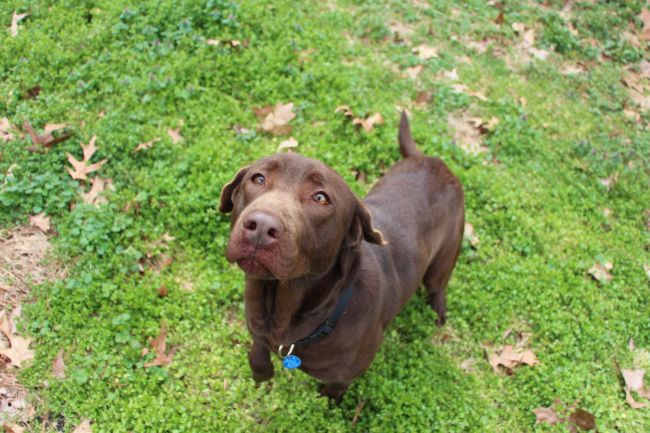 Labrador Friends of the South - Available Lab Georgia 4