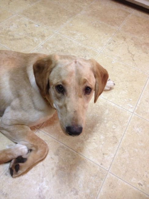Labrador Friends of the South - Available Lab Mynx1