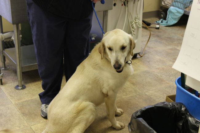 Labrador Friends of the South - Available Lab Niko 2