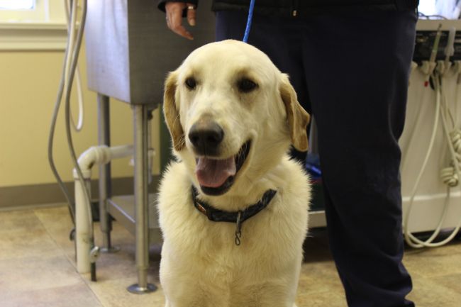 Labrador Friends of the South - Available Lab Niko