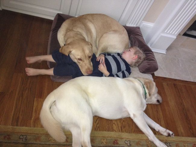 Labrador Friends Available Lab - Leo