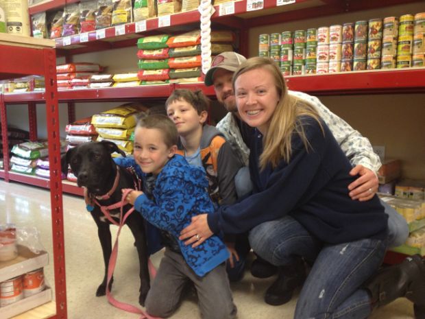 Labrador Friends of the South Adopted - Sasha