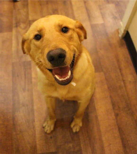 Labrador Friends of the South - Availabla Lab Yogi 1