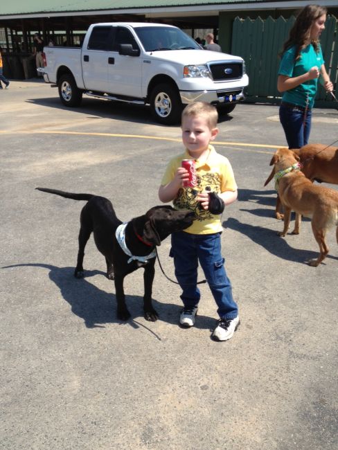 Labrador Friends of the South - Available Lab Jagger 2