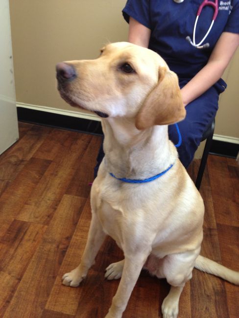 Labrador Friends of the South - Available Lab Lily 1
