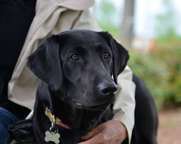 Labrador Friends of the South Available Lab - Lindsay-1-4