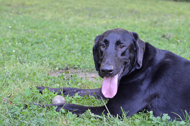 Labrador Friends of the South Available Lab - Marvin-1-16