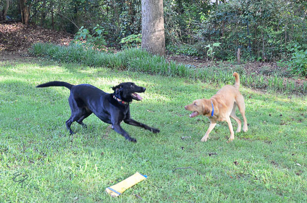 Labrador Friends of the South Available Lab - Marvin-1-3