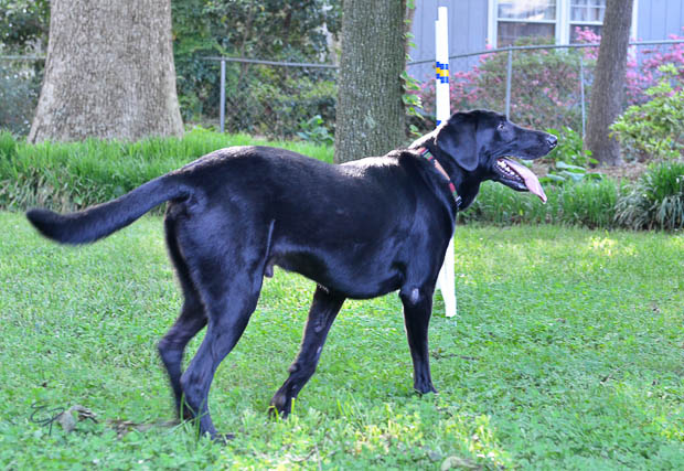 Labrador Friends of the South Available Lab - Marvin-1-4