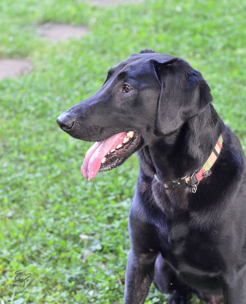 Marvin Adopted 5/10/13 Labrador Friends