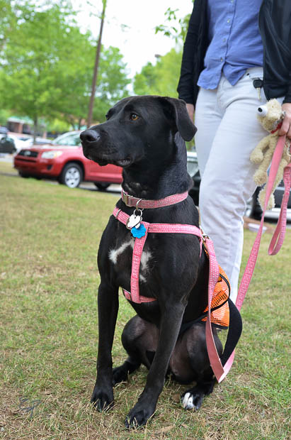 Labrador Friends of the South Available Lab - Sasha-1-8