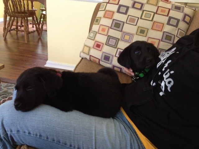 Labrador Friends of the South - Arezzo 5