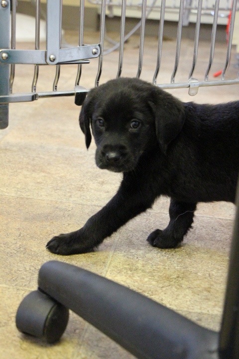 Labrador Friends of the South - Arezzo
