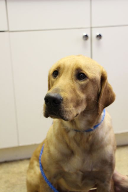 Labrador Friends of the South - Available Lab Air Bud  2