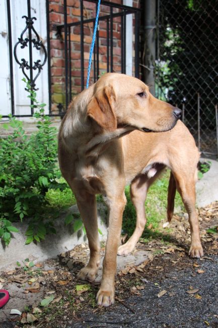 Labrador Friends of the South - Available Lab Air Bud 4