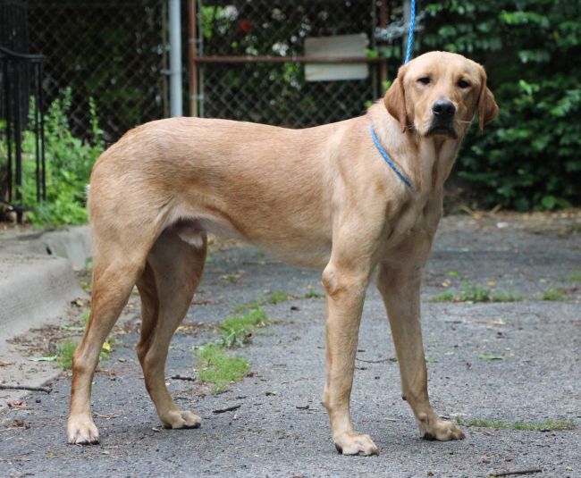 Labrador Friends of the South - Available Lab Air Bud 6
