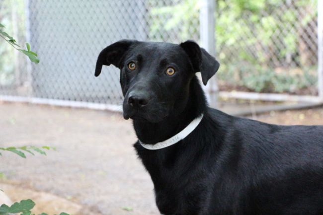 Labrador Friends of the South - Available Lab Bridger 2
