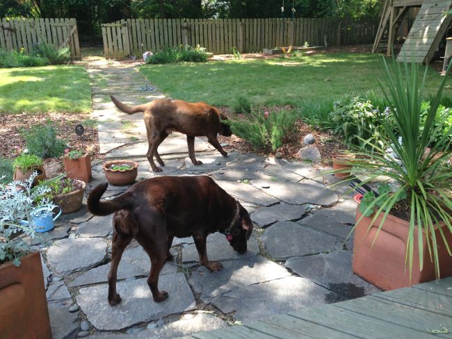 Labrador Friends of the South - Available Lab Chaco 20