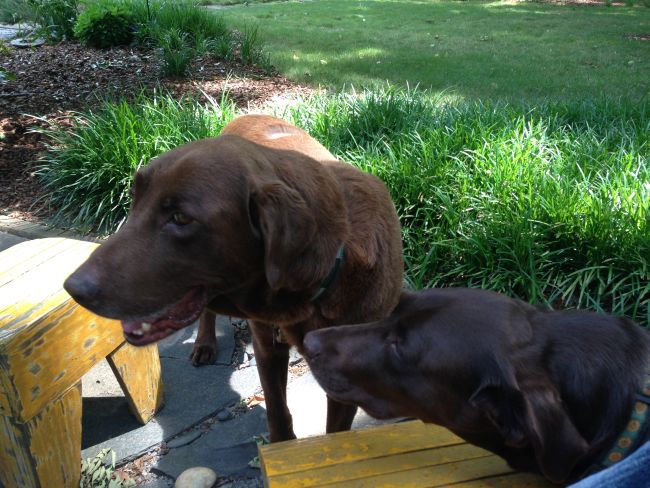 Labrador Friends of the South - Available Lab Chaco 21
