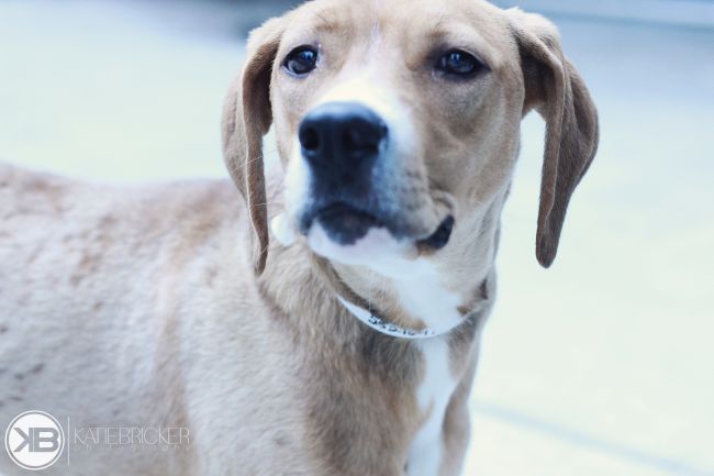 Labrador Friends of the South - Available Lab Chip 2