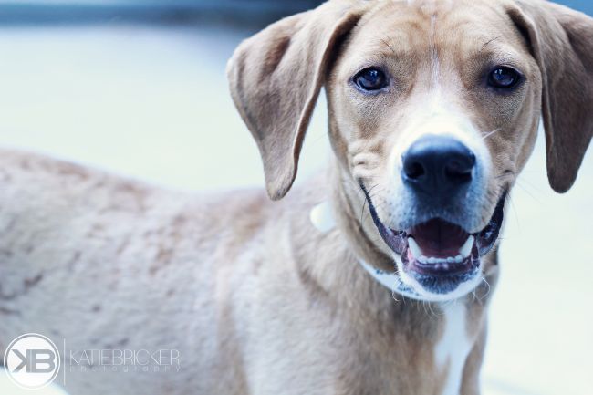 Labrador Friends of the South - Available Lab Chip 3