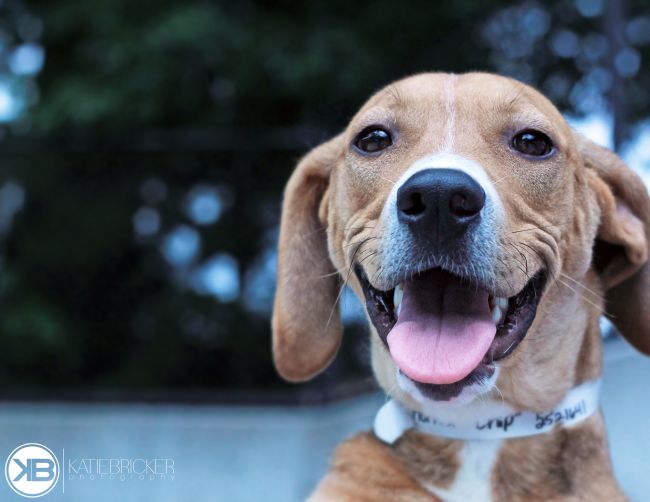 Labrador Friends of the South - Available Lab Chip 7