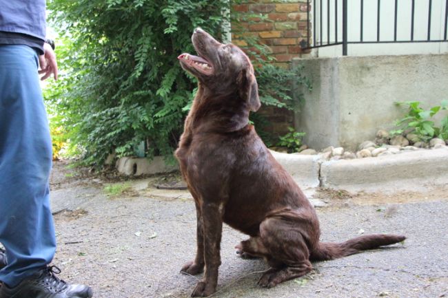Labrador Friends of the South - Available Lab Gibson 1