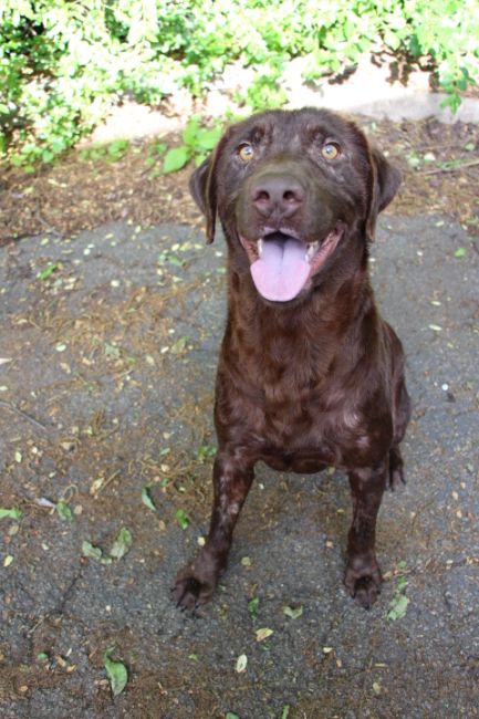 Labrador Friends of the South - Available Lab Gibson 2