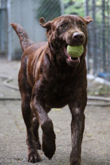 Labrador Friends of the South - Available Lab Gibson 3