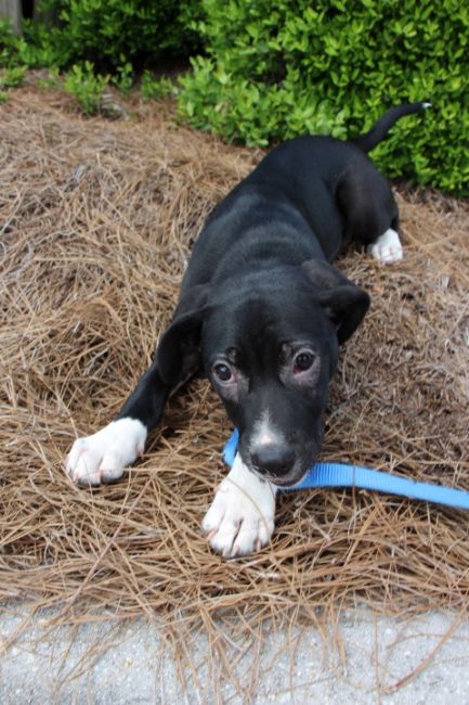 Labrador Friends of the South - Available Lab Gump 1