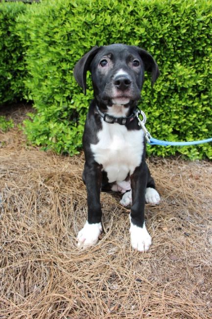 Labrador Friends of the South - Available Lab Gump 5