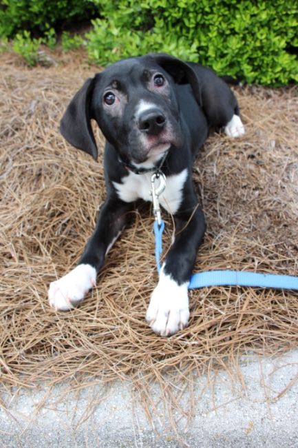 Labrador Friends of the South - Available Lab Gump 6