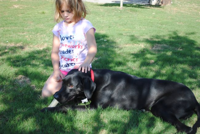 Labrador Friends of the South - Available Lab  Michelle 10