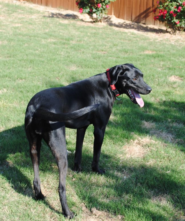 Labrador Friends of the South - Available Lab  Michelle 12