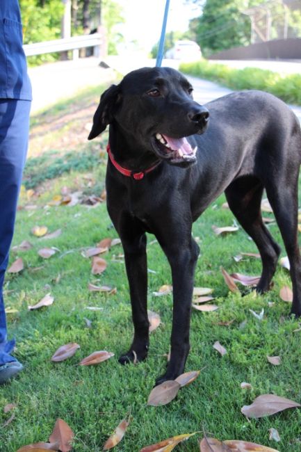 Labrador Friends of the South - Available Lab  Michelle 6